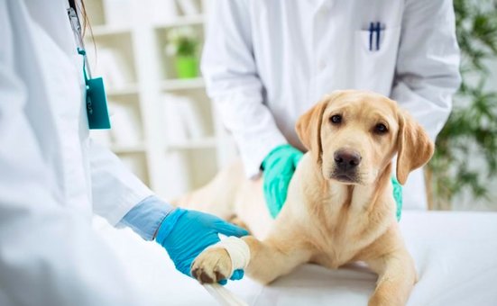 Treatment of a dog at the Animal-Clinic in Kiev. Find out at a discount.