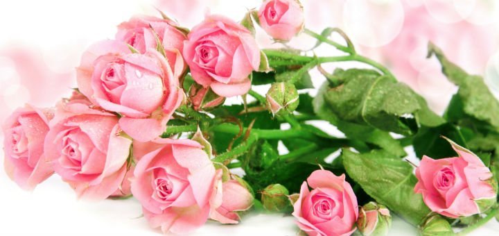 Срезанные розы в компании «Камелия» в Киеве. Заказывайте розы по акции.