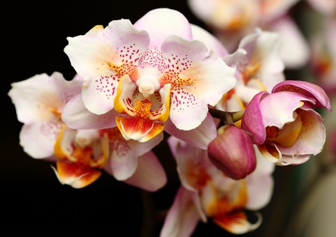 Orchids of elite varieties in the online store «TsvetOk» in the Dnieper. Buy at a discount.