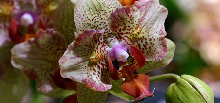 Orchids Phal. King Jupiter in the online store «TsvetOk» in the Dnieper. Buy at a discount.