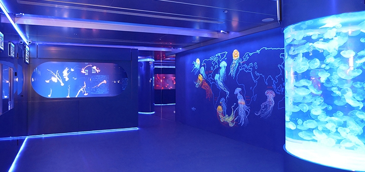 Discounts for holidays at the Jellyfish Museum in Kiev1