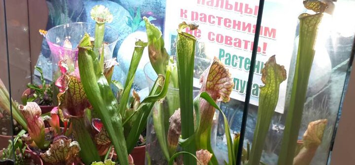 Виставка рослини-хижаки. Відвідуйте по акції 4