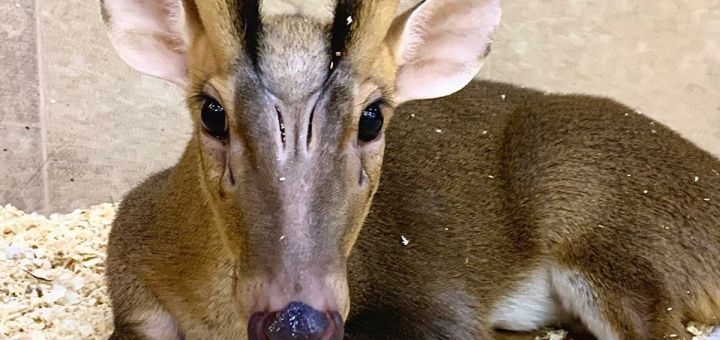 Зоопарк City Zoo в Одессе, скидка на посещение