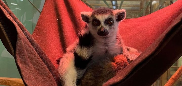 Зоопарк City Zoo в Одессе, скидка на посещение