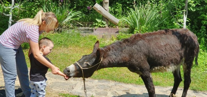 Donkey farm Osloff near Kyiv, discounts