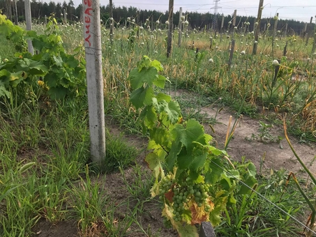 Berezhnyi Winery near Kyiv
