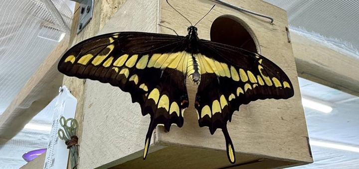 Выставка живых тропических бабочек по акции 1