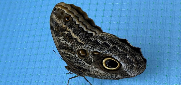 Выставка живых тропических бабочек по акции 4