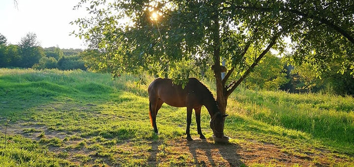 Shenkel Equestrian Club. Visit with a special offer of 14