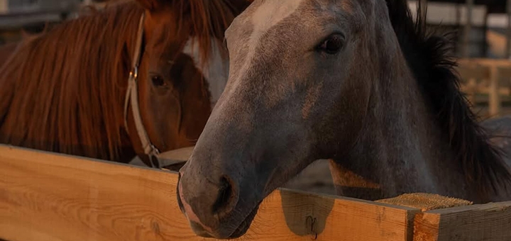 Demos Equestrian Club. Visit with a 4% discount.