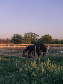 Demos Equestrian Club. Visit with a special offer of 12