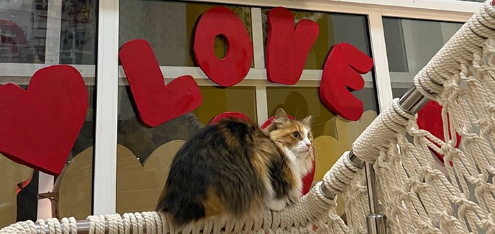 Murcota Cat Cafe. Visit with a special offer of 8