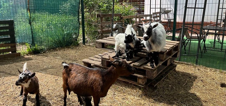 Reset, a Cameroon goat cafe. Visit with a special offer of 9.