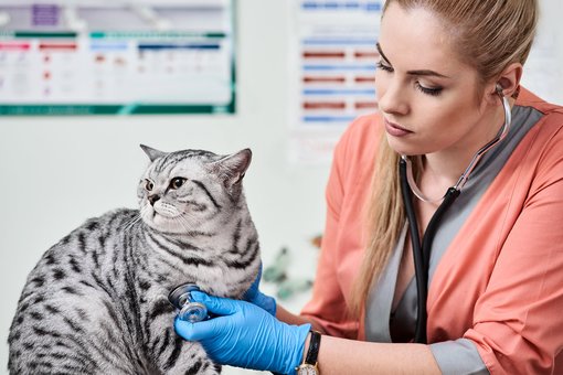 Examination of the cat by a veterinarian at the Prokhvost clinic in Dnipro. Sign up for the promotion.