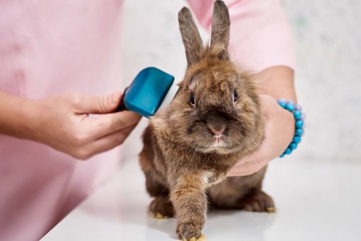 Vaccination of rabbits in the «ProKhvost» center in the Dnieper. Bring your pet for the promotion.