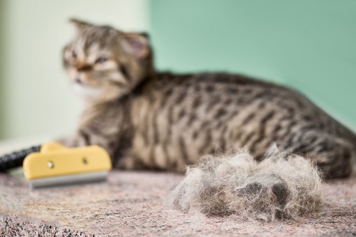 Vaccination of rabbits in the «ProKhvost» center in the Dnieper. Bring your pet for the promotion.