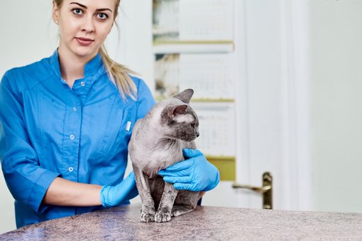 Clipping the claws of cats in the «ProKhvost» veterinary clinic in the Dnieper. Bring your dog for a promotion.
