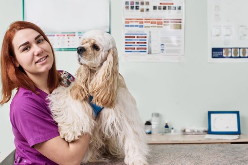 Reception of the veterinarian at the Prokhvost clinic in the Dnieper. Sign up for the promotion.
