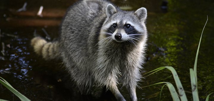 Zootopia petting zoo in Kyiv